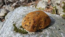 Granodiorites à Grenats