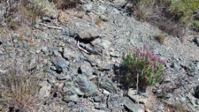 Serpentinites