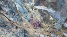 Péridotites Serpentinisées