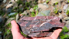 Radiolarites