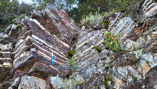 Radiolarites