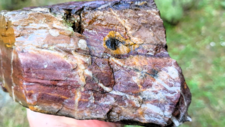 Radiolarites
