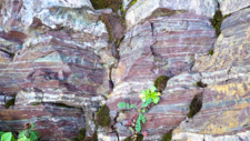 Radiolarites