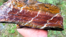 Radiolarites