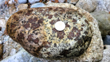 Monzogranodiorite à grenats