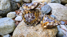 Monzogranodiorite à grenats