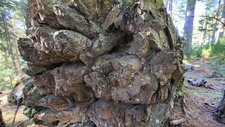 Laves en coussins (pillow-lavas)