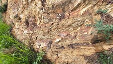 Gneiss