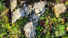 Gneiss Anatectique