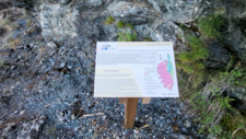Serpentinites 