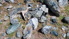 Serpentinites 