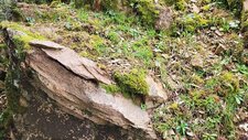 Leucomonzogranite