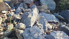 Dacite