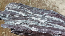 Radiolarites