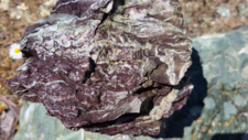Radiolarites