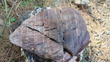 Radiolarites
