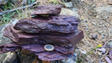 Radiolarites