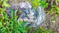 Gneiss Migmatitique