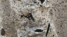 Granite à Riebeckite 