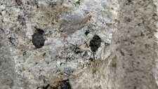 Granite à Riebeckite 