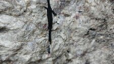 Granite à Riebeckite 