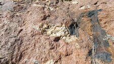 Pegmatites décimétriques à Riebeckites-Fayalites