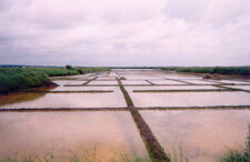 Marais salants de Guérande