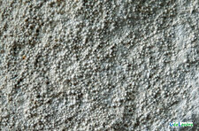 Calcaire oolithique