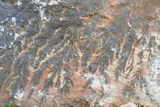 Dendrites de Manganèse sur marbre rouge.