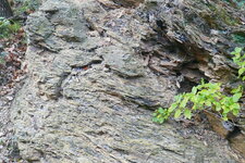 Schistes du Flysch de Caunes-Minervois