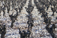 Calcaire lacustre de Ventenac (Cuisien)