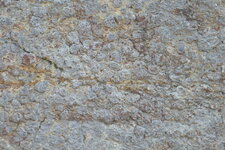 Dalle à goniatites de la carrière de Coumiac.