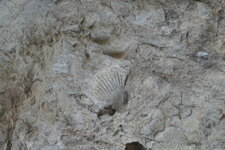 Fossile de bivalve dans calcaire à alvéolines de Minerves