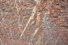 Calcite dans des fractures du marbre griotte des Bessous (Félines-Minervois)