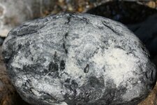 Galet de calcaire à coraux