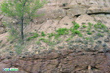 Transgression jurassique sur les schistes des Cévennes