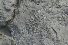 Fossiles de bryozoaires et de cnidaires à Hook Head
