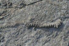 fossiles de crinoïdes et bryozoaires du carbonifère.