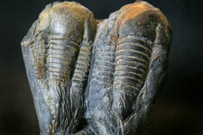 Couple de trilobites