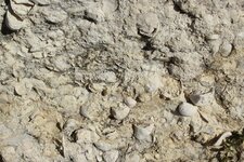 Niveau fossilifère dans les calcaires maastrichtiens de St-Georges-de-Didonne