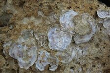 Huitres fossiles à la pointe du Chay (17)