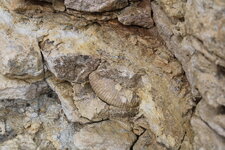 Ammonite du lias de la plage de la Mine