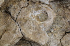 Fossile d
