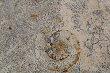 Ammonite dans le lias de Jard-sur-Mer