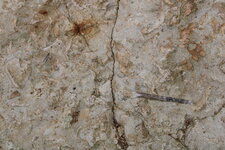niveau fossilifère dans le lias de la plage de la Mine