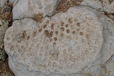 Fossile de corail dans le lias de Jard-sur-Mer