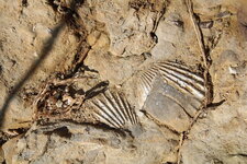 Fossiles de Pecten dans le Pliensbachien de la plage de la Mine des Sarts