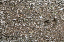 Sable coquillé flandrien.