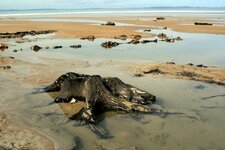 Tourbière fossile - Trezmalaouen - Souche d