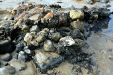 Tourbière fossile - Trezmalaouen - Niveau de conglomérat 